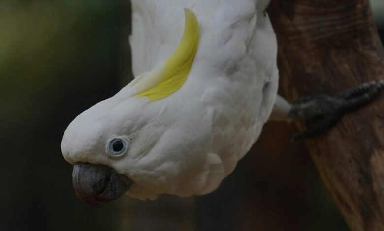 commercial intelligence scoping dossier