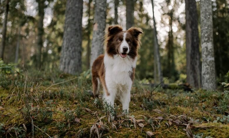 enterprise intelligence overview analysis