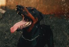 digital tracking activity alerts