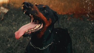 digital tracking activity alerts